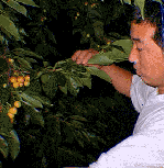 義明さん自慢の南陽という品種