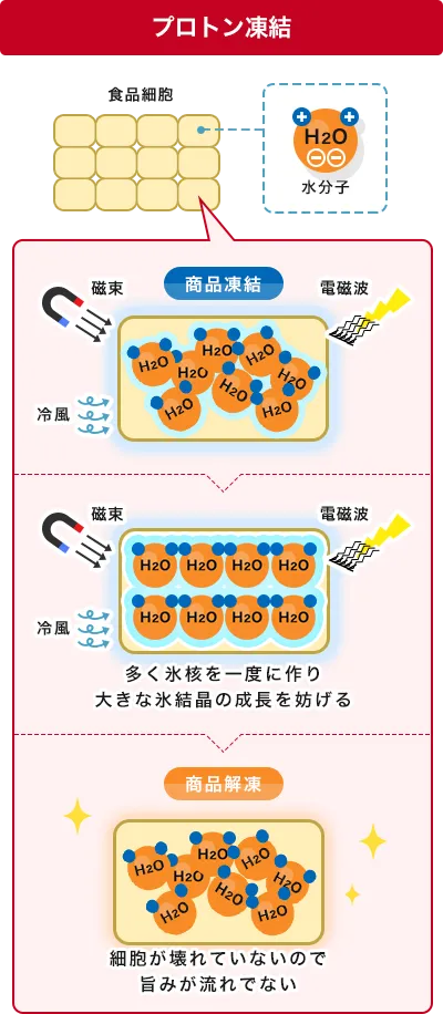 プロトン凍結の模式図
