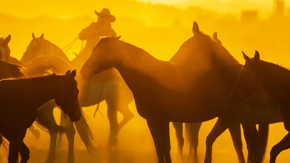 メキシコの馬