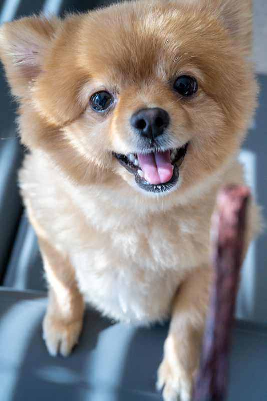 [自家製ペット用ジャーキー・ウルグアイ産・馬肺臓スティック50g]