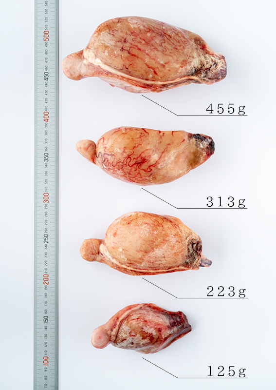 [羊の睾丸1個300g～大量注文の対応もできます。お問い合わせください。　