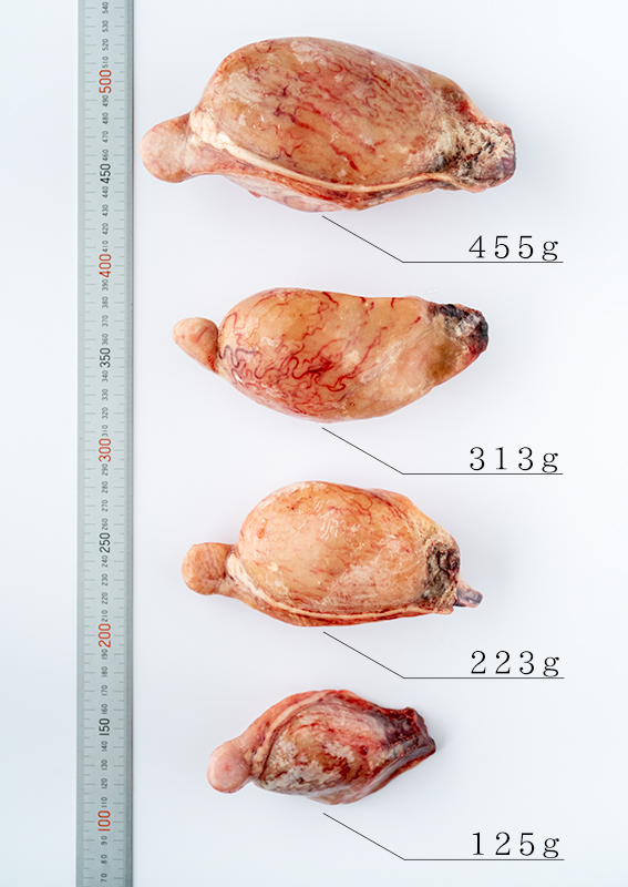 [羊の睾丸1個322g～338g]