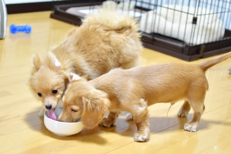 [北海道産馬すじ・ポロポロみんち500g]　5月中旬頃追加予定です。